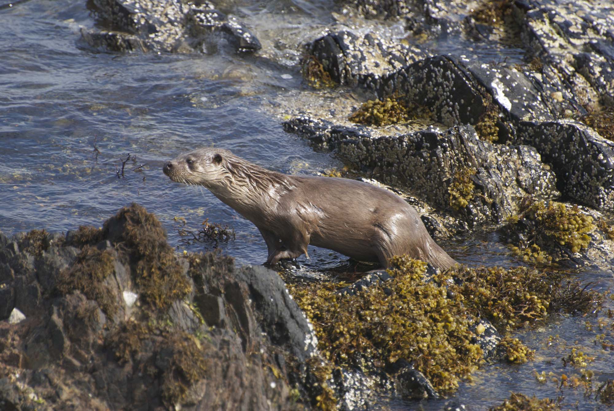 lontra
